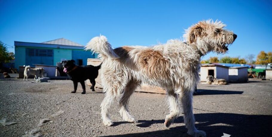 Приютским животным протянут "Лапу помощи"