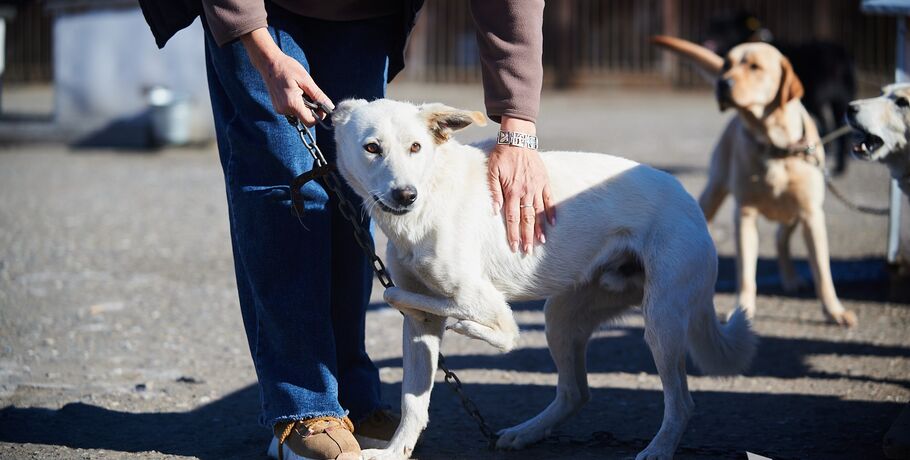 Кинопушистая коллаборация. В Омске проведут показ в пользу приюта для животных