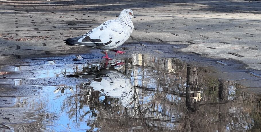 Сапоги на ноги: как лужи спасают от стресса