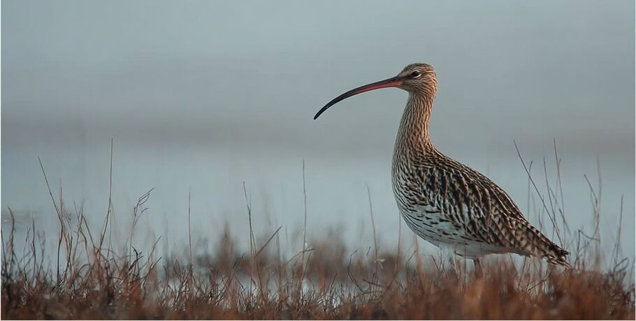 Омичи могут стать авторами мировой сенсации