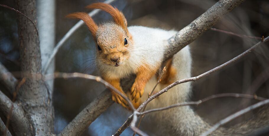 Новое жильё и шубка. Хлопотная весна у омских белок&nbsp;