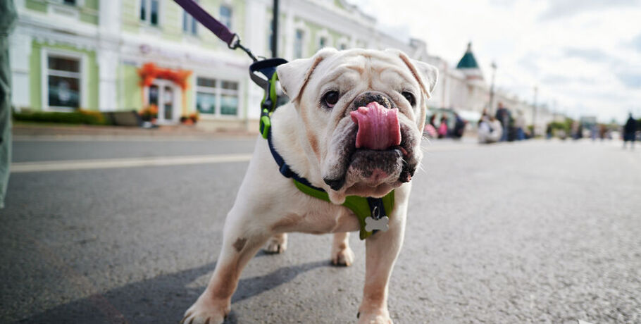 "Пешеходному Любинскому" быть. Когда центральная улица города закроется для автомобилистов