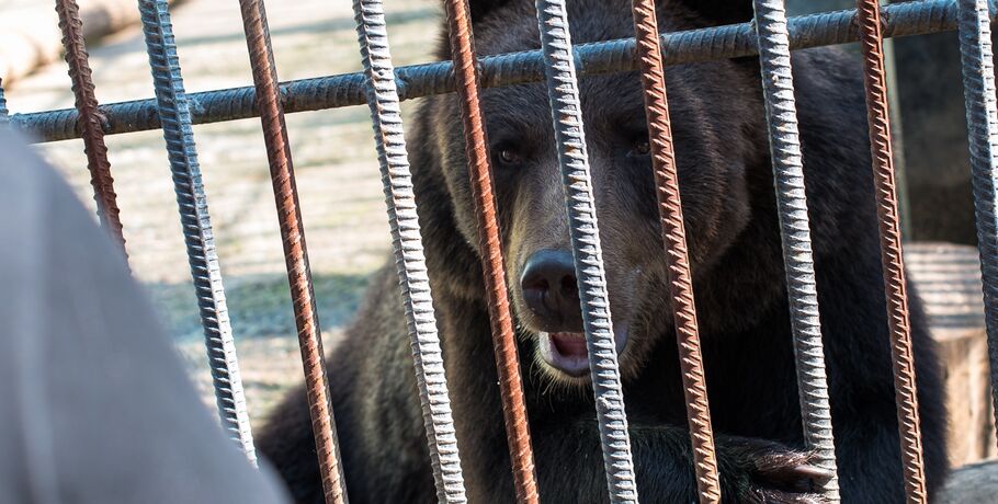 Большереченские медведи готовы показать омичам свой характер и накрыть на стол