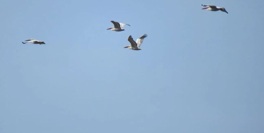 Пеликаны на пороге дома: первые кадры весеннего возвращения редких птиц