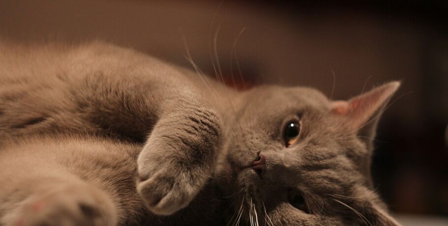 От кладовщика до аналитика: рейтинг самых трудолюбивых и ленивых профессий в Омске