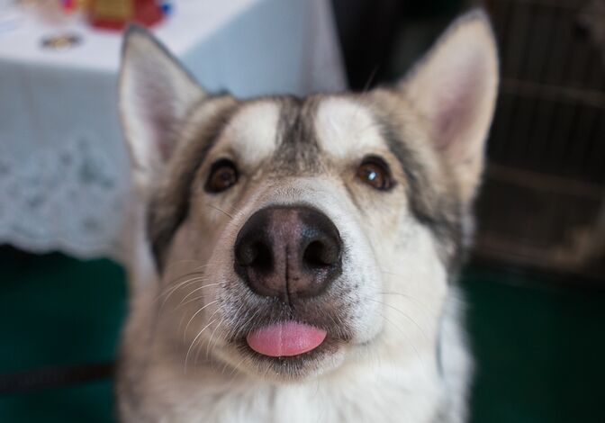 Jvcr показал меметичные стикеры с питомцами "Друга"