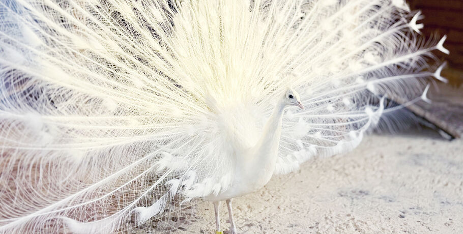 Весна в омских зоопарках: танец павлина, попрыгушки козлят и цветение банана