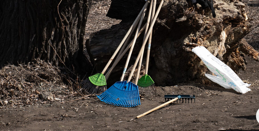 Волонтёры сделают берёзовую рощу чище и красивее