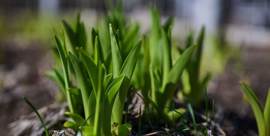 В Омске потеплеет до +20 градусов и пройдут дожди