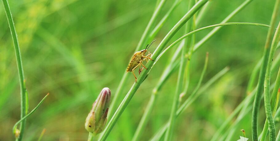 Голубые звёзды: под Омском распустились весенние первоцветы