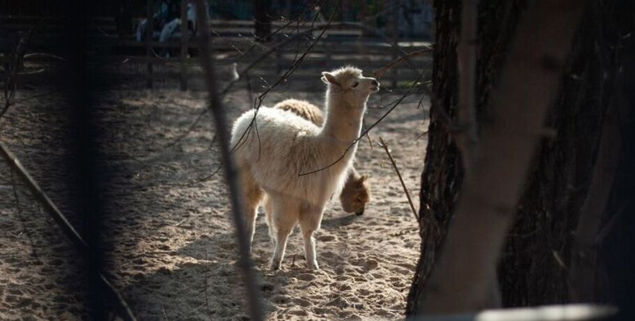 Ферма со страусами под Омском пополнилась альпаками