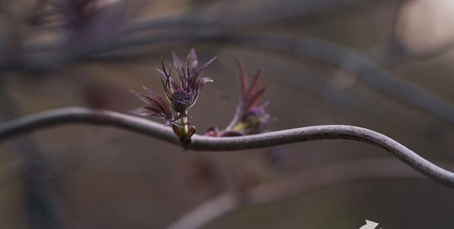 Апрель в Омске завершится теплом, а май начнётся прохладно