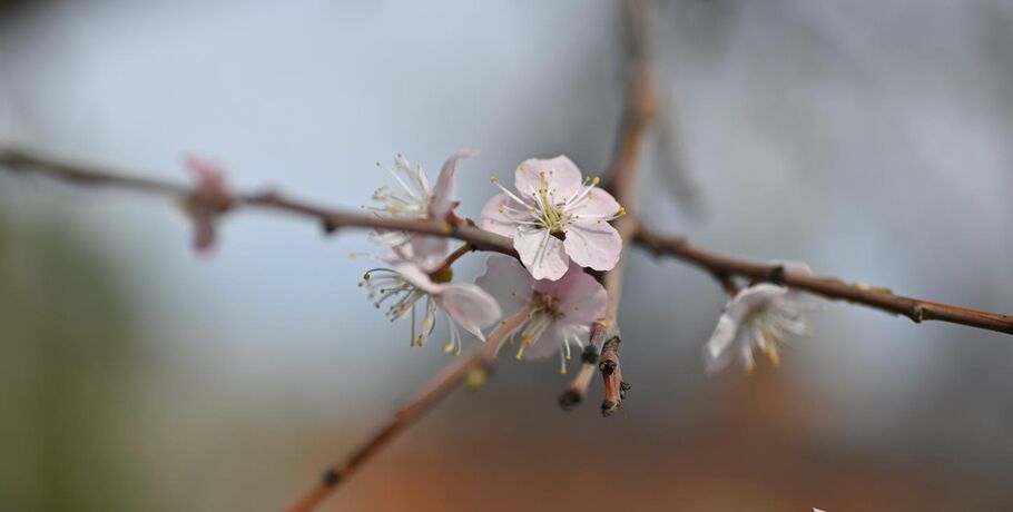 Розовое облако весны: любуемся цветением омской "сакуры"