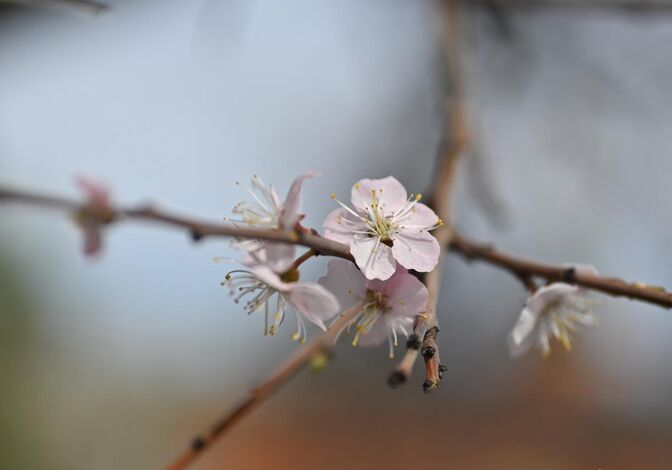 Розовое облако весны: любуемся цветением омской "сакуры"