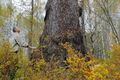 200-летняя омская лиственница претендует на звание главного дерева страны