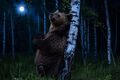Медвежий спа-салон: зачем косолапый "танцует" с берёзами в предрассветный час