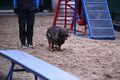 Ищем площадку для собак: где выгулять и потренировать питомца Ищем площадку для собак: где выгулять и потренировать питомца