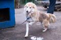 Не столько про красоту, сколько про здоровье. Омский приют ищет грумера-волонтёра Не столько про красоту, сколько про здоровье. Омский приют ищет грумера-волонтёра