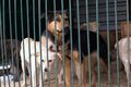 Учёные пересчитают бродячих собак в Омске Учёные пересчитают бродячих собак в Омске