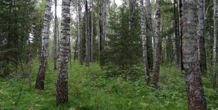 От музея до болота: как старые гербарии помогают спасать живые леса Омской области