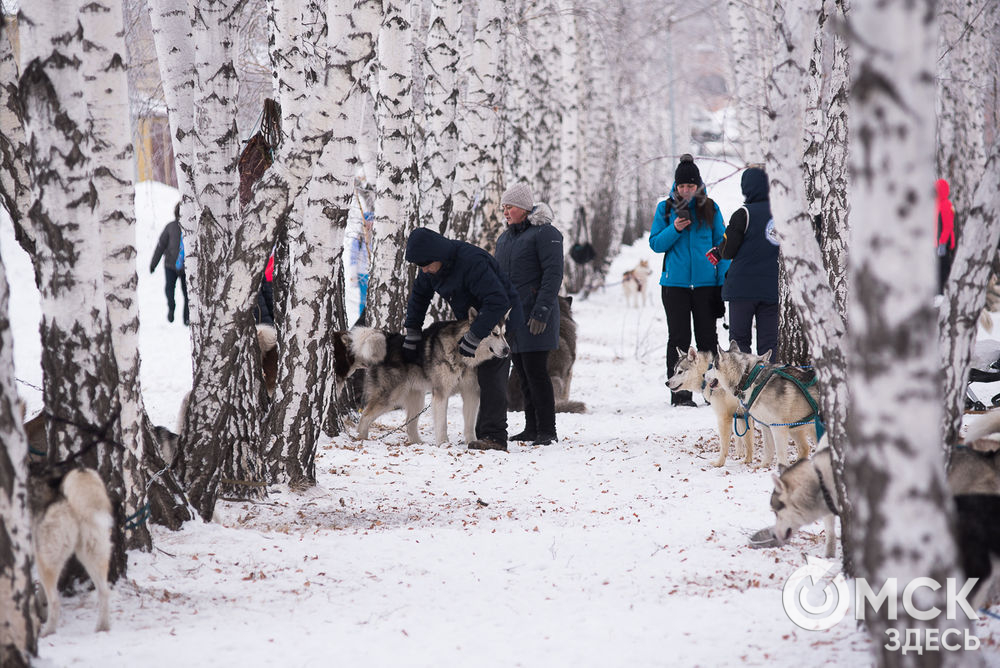 Ездовые собаки и их хозяева соревновались 15 декабря в авторской спринт-гонке "Нас не догонишь". Фото: Илья Петров