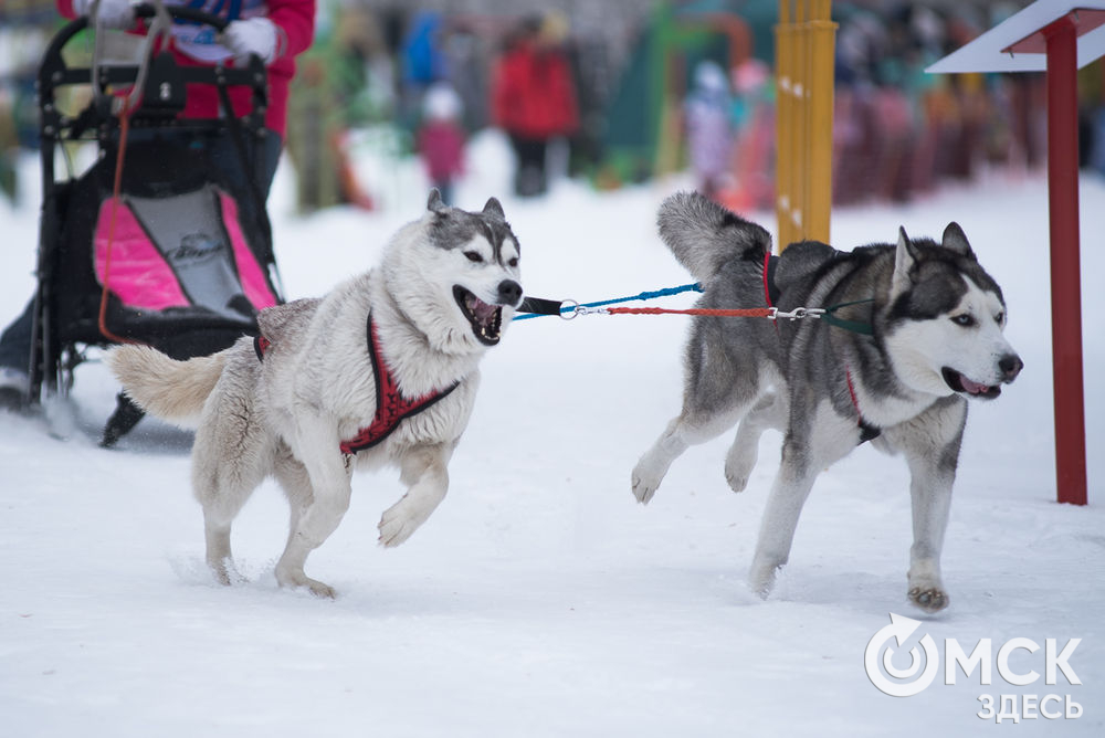Ездовые собаки и их хозяева соревновались 15 декабря в авторской спринт-гонке "Нас не догонишь". Фото: Илья Петров