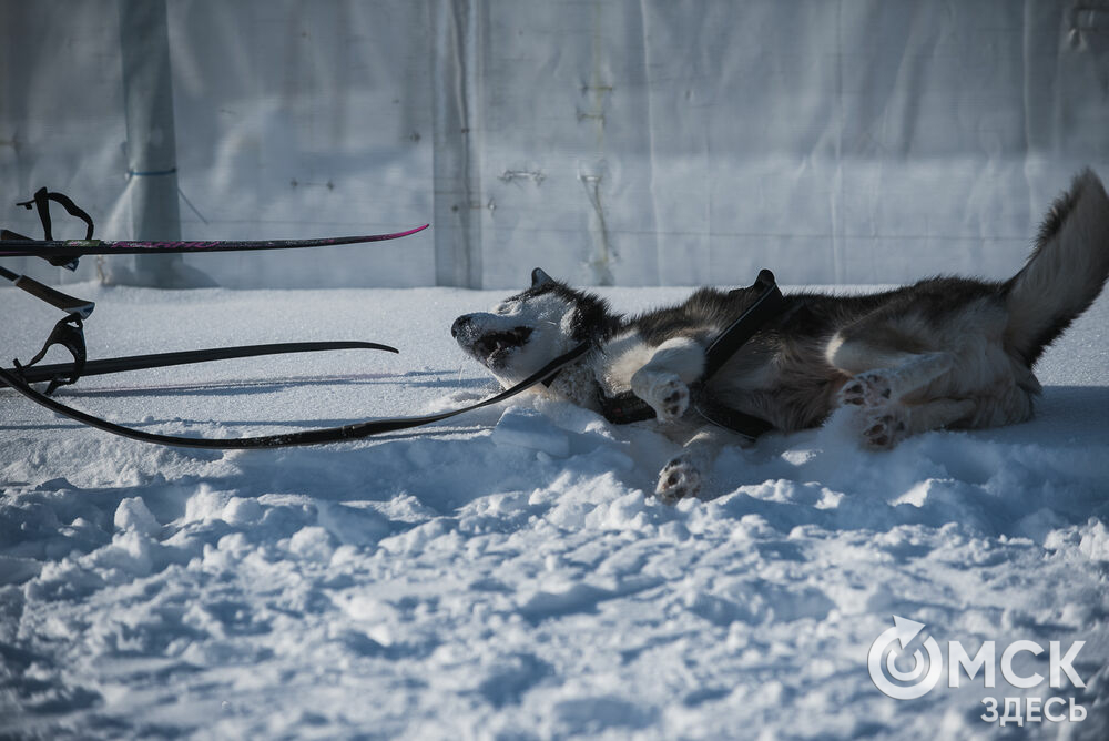 1 и 2 февраля в Крутой Горке проходила серия забегов "Гиперборея-2020". Двуногие и четырёхногие спортсмены соревновались в 20-градусный мороз. Фото: Илья Петров