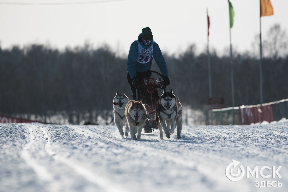 1 и 2 февраля в Крутой Горке проходила серия забегов "Гиперборея-2020". Двуногие и четырёхногие спортсмены соревновались в 20-градусный мороз. Фото: Илья Петров