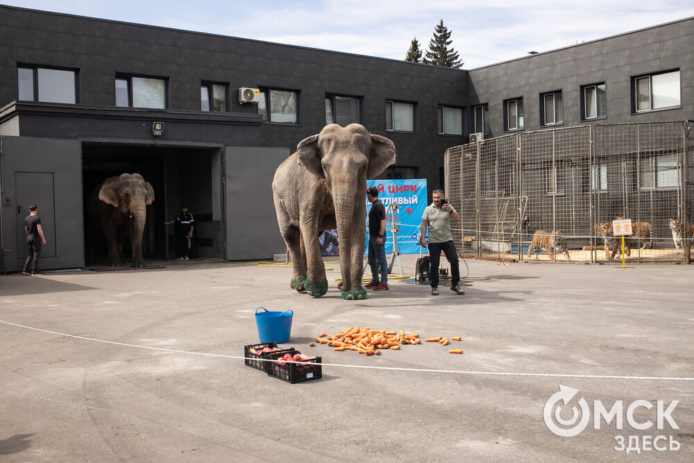 Артисток из Италии искупали возле Омского цирка. На водные процедуры 45-летних индийских слоних Карлы и Ранни пришли посмотреть маленькие зрители с родителями. Шоу удалось - слонихи и омичи остались довольны. Фото: Елизавета Медведева