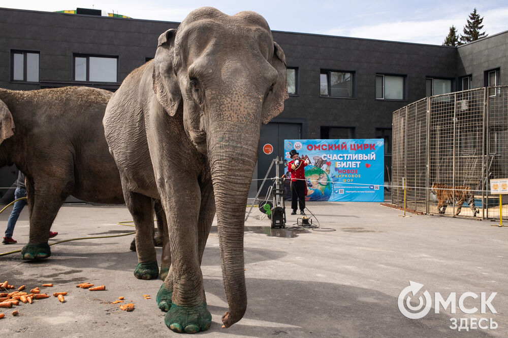 Артисток из Италии искупали возле Омского цирка. На водные процедуры 45-летних индийских слоних Карлы и Ранни пришли посмотреть маленькие зрители с родителями. Шоу удалось - слонихи и омичи остались довольны. Фото: Елизавета Медведева