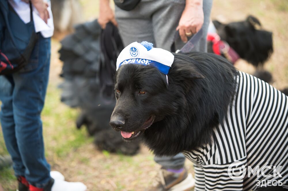 Фестиваль "Лапки в ладошках" на "Зелёном острове" объединил не только собаководов. Подробности здесь . Фото: Илья Петров.