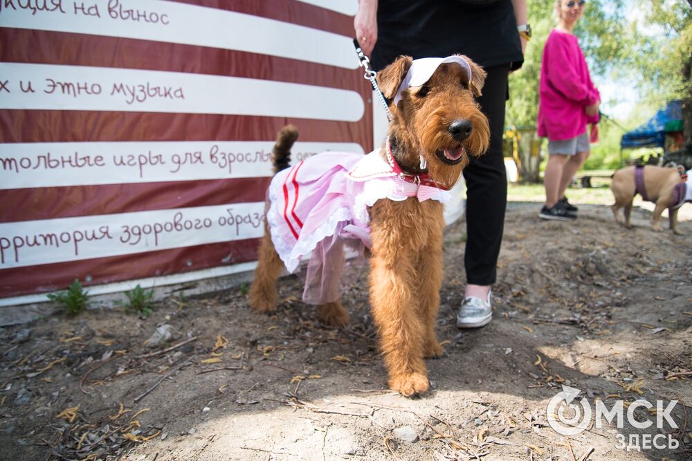Фестиваль "Лапки в ладошках" на "Зелёном острове" объединил не только собаководов. Подробности здесь . Фото: Илья Петров.