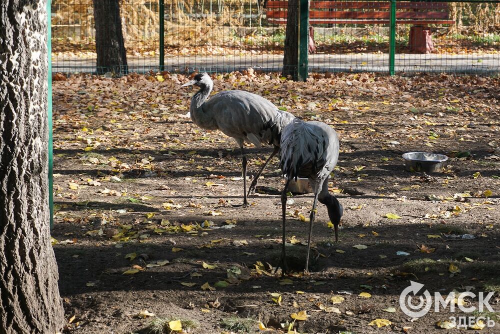Наблюдаем, как жители зоопарка готовятся к холодам. Подробнее здесь . Фото: Ирина Сол.