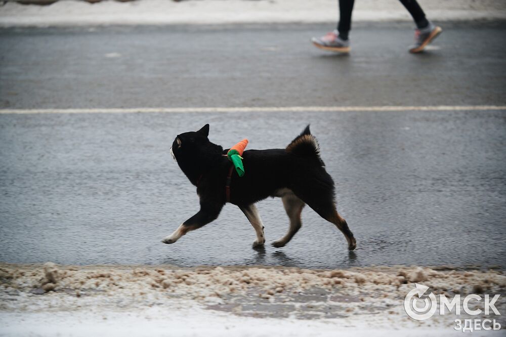 В Омске состоялся зимний забег, одна из традиций которого - наряжаться, а потом искать себя на снимках. Подробности читайте здесь . Фото: Илья Петров