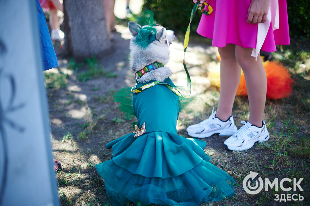 От пирата до феникса: невероятные костюмы для собак представили на празднике в Омске. Фото: Илья Петров