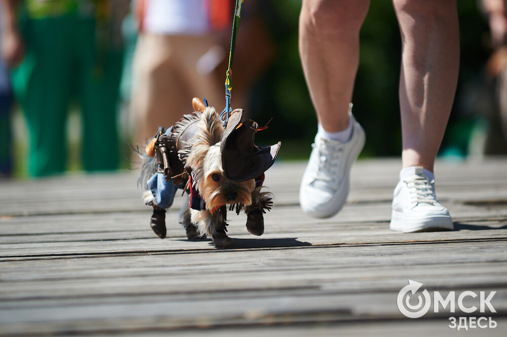 От пирата до феникса: невероятные костюмы для собак представили на празднике в Омске. Фото: Илья Петров