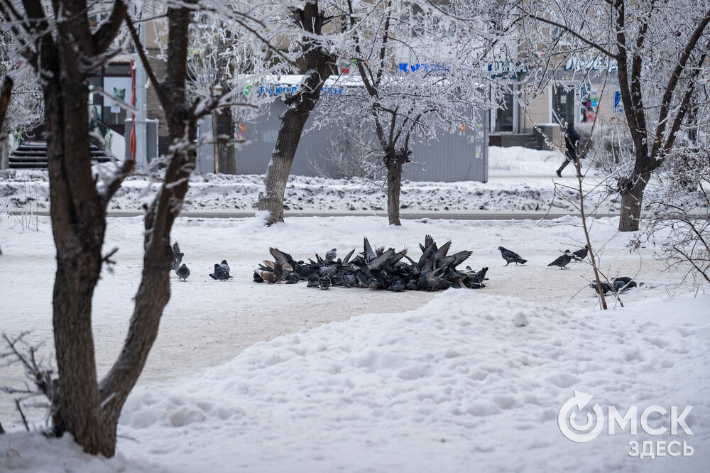 Погода в Омске порой рисует фантазийные пейзажи. На фоне зимней красоты моржи открыли новый сезон. Подробности здесь . Фото: Илья Петров, Елизавета Медведева