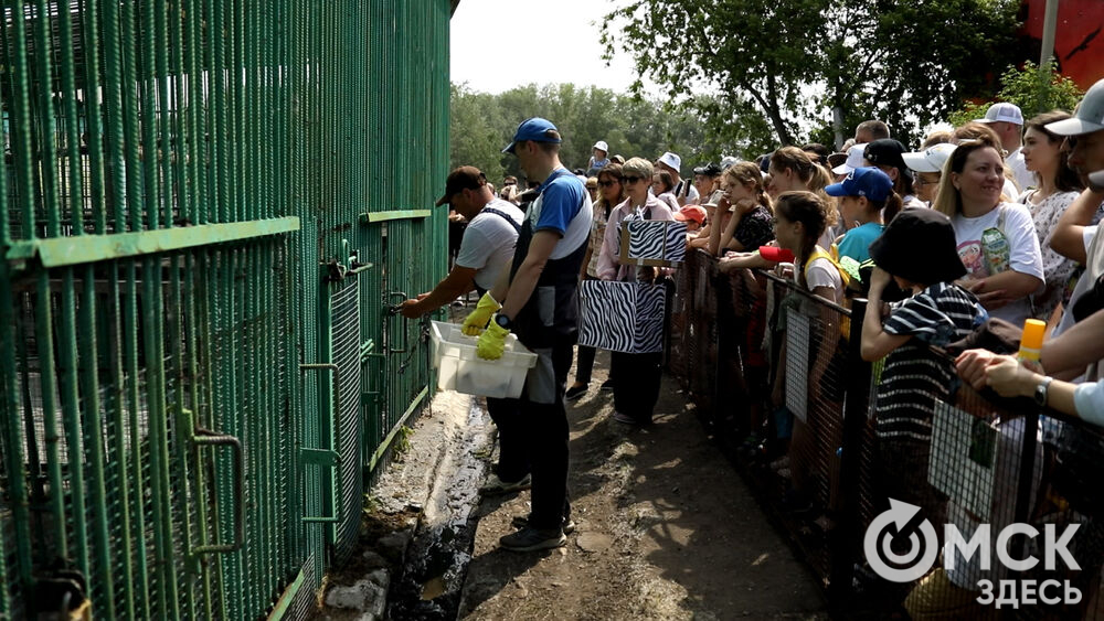 Большереченский зоопарк устроил для гостей показательные кормления хищников.