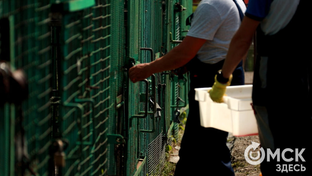 Большереченский зоопарк устроил для гостей показательные кормления хищников.