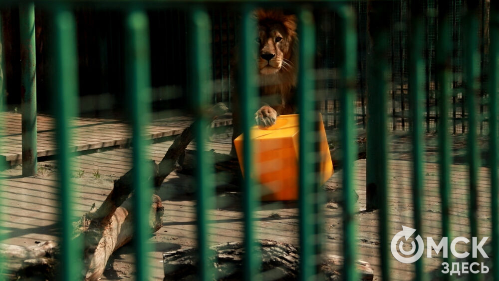 Большереченский зоопарк устроил для гостей показательные кормления хищников.