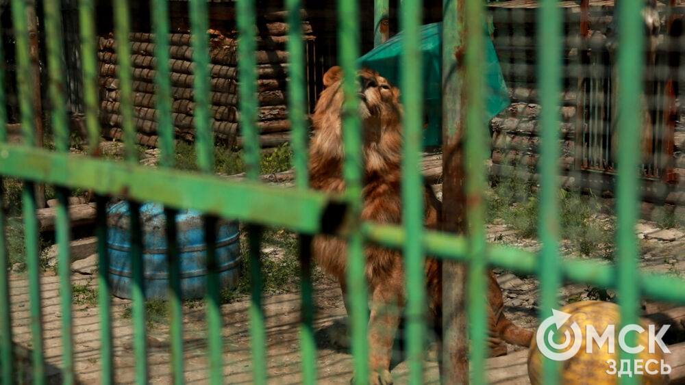 Большереченский зоопарк устроил для гостей показательные кормления хищников.