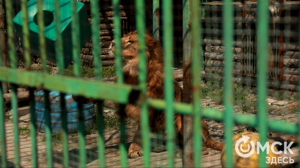 Большереченский зоопарк устроил для гостей показательные кормления хищников.
