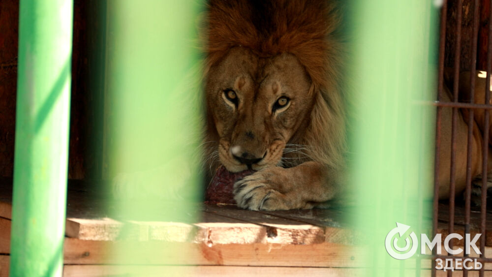 Большереченский зоопарк устроил для гостей показательные кормления хищников.