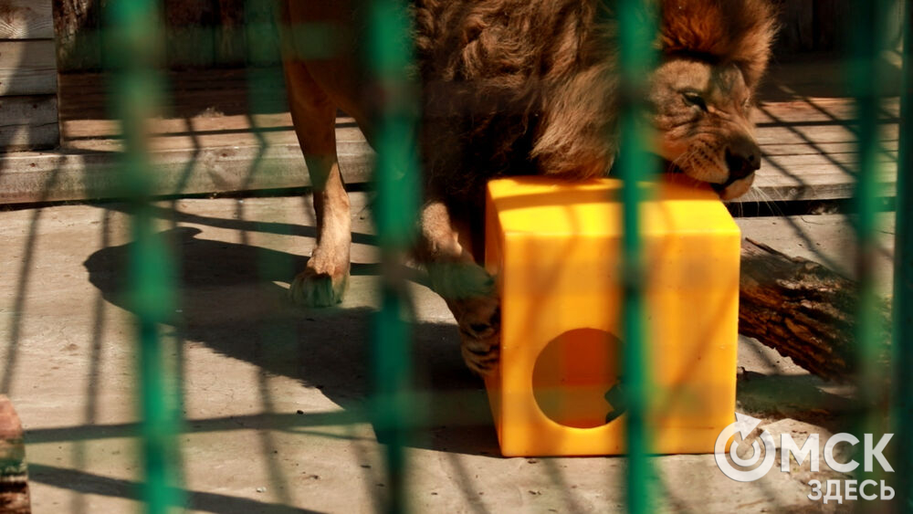 Большереченский зоопарк устроил для гостей показательные кормления хищников.