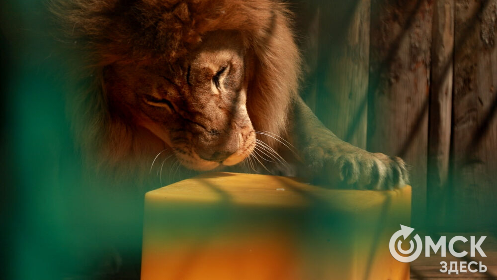 Большереченский зоопарк устроил для гостей показательные кормления хищников.