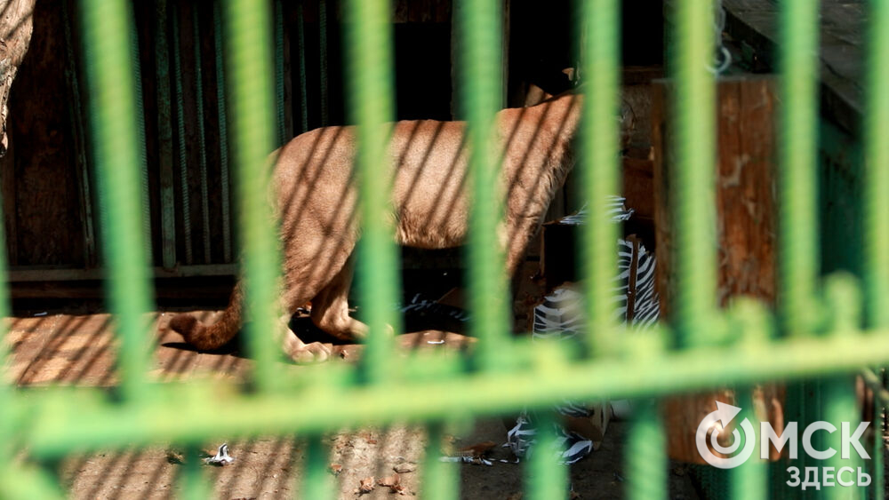 Большереченский зоопарк устроил для гостей показательные кормления хищников.