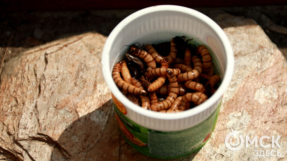 Большереченский зоопарк устроил для гостей показательные кормления хищников.