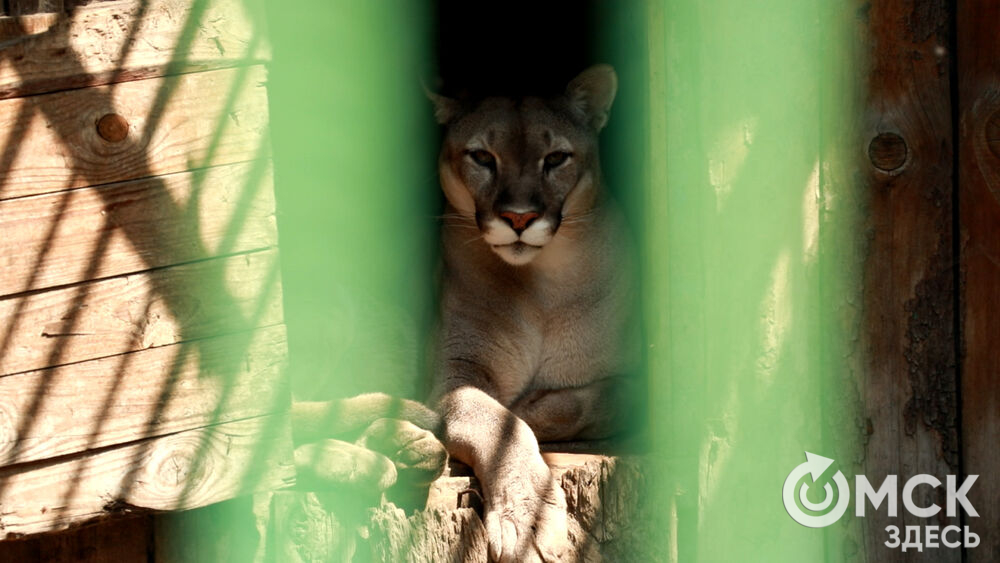 Большереченский зоопарк устроил для гостей показательные кормления хищников.