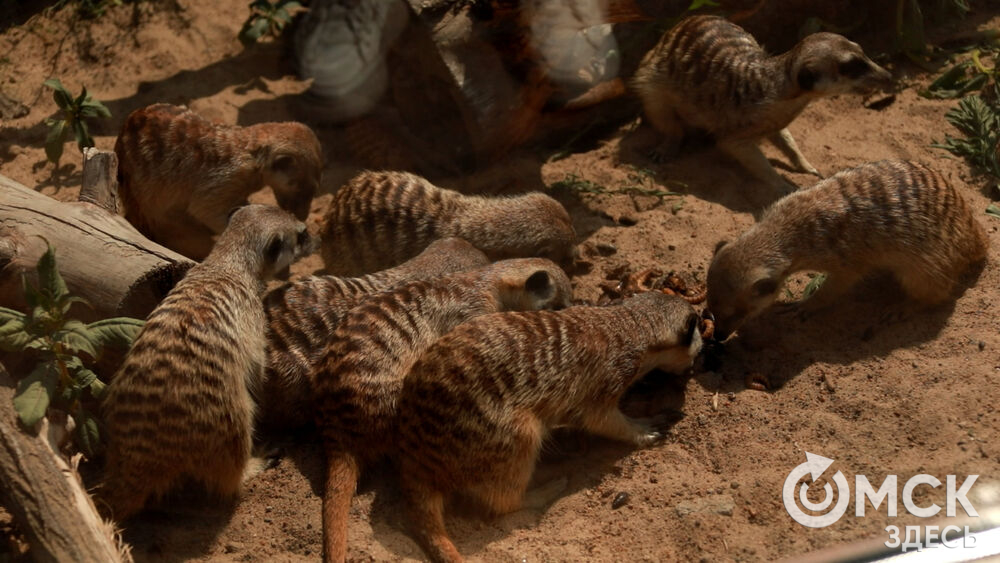 Большереченский зоопарк устроил для гостей показательные кормления хищников.