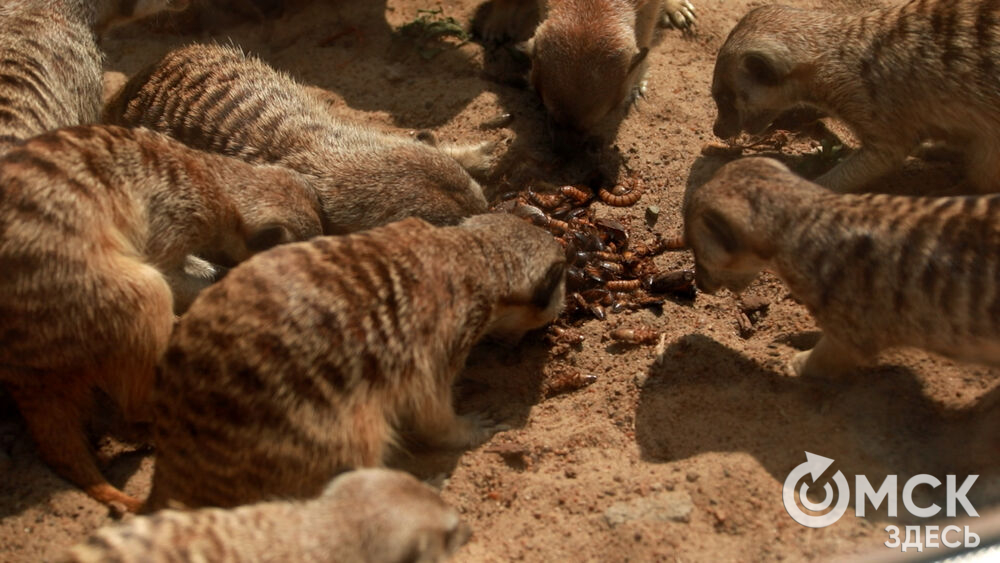 Большереченский зоопарк устроил для гостей показательные кормления хищников.